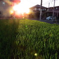 写真: 陸稲に差す夕日