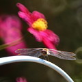 写真: 秋桜畑の蜻蛉さん