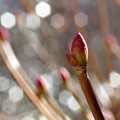 写真: ドウダンツツジの芽吹き