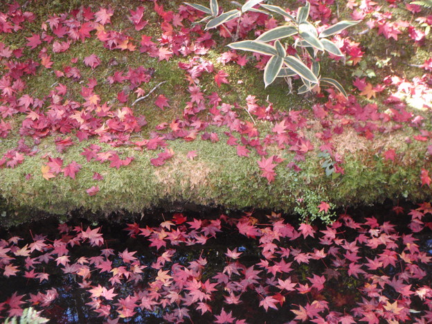 写真: 天龍寺の紅葉