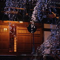 写真: 金蔵院　夜桜
