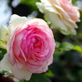 白/ピンクの薔薇