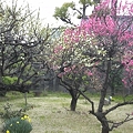 庭の梅