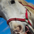 写真: White horse