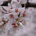 写真: 長野県諏訪地方にもついに春が来た