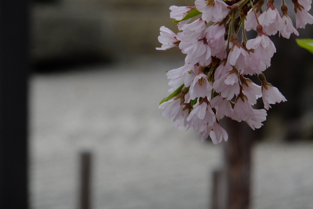 写真: 枯山水庭園と桜の花は人の心を穏やかにしてくれる