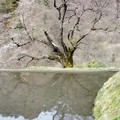 写真: 九郎判官義経殿の駒つなぎの桜  五分咲き