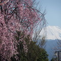 写真: 霊峰富士山