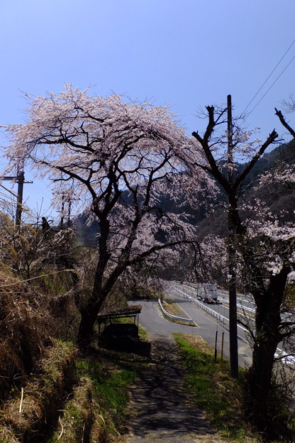 写真: 秘境駅を彩る桜、自転車置き場も非常に渋い