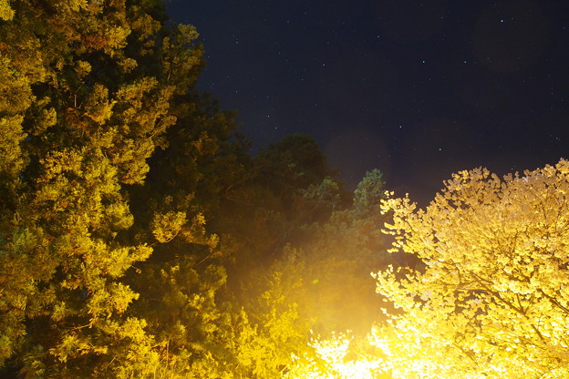 写真: ４月に撮影した北斗七星のコップ部分と桜