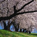 写真: 土堤の桜