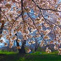 写真: 隠れスターで撮る桜