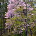 大久保池の桜