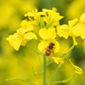 写真: 菜の花とミツバチ
