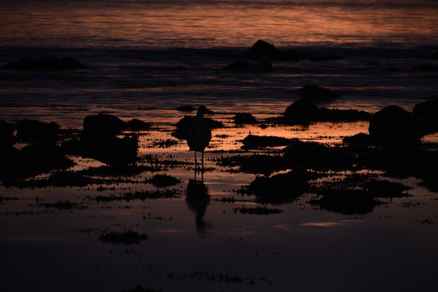 写真: 朝を待つ海鳥