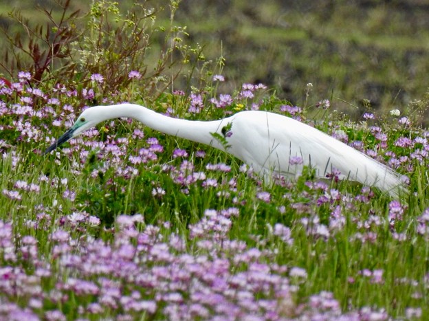 写真: 蓮華畑と、白鷺