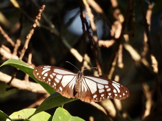 写真: 旅する蝶