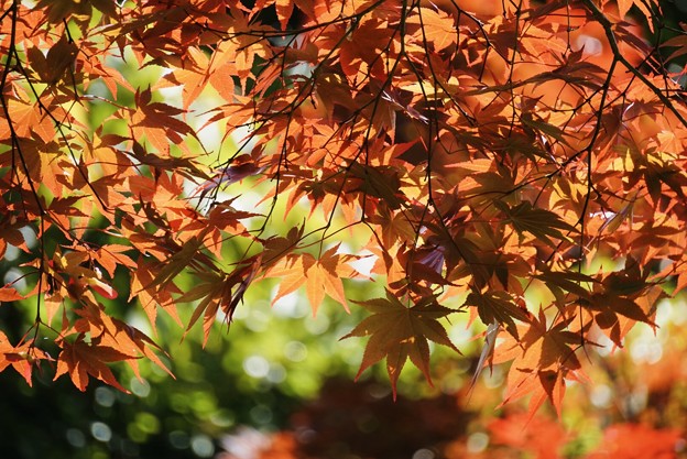 写真: 降り注ぐ春の紅葉