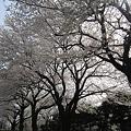 写真: 日野市役所の通りの桜