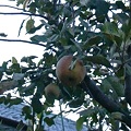 南国のりんご