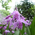 写真: 咲き誇る　紫蘭