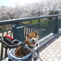 写真: 桜と柴犬３