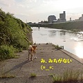 写真: 河原の道が水没(*_*;