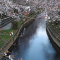 写真: 元荒川の桜
