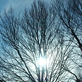 写真: 枯れ木と太陽