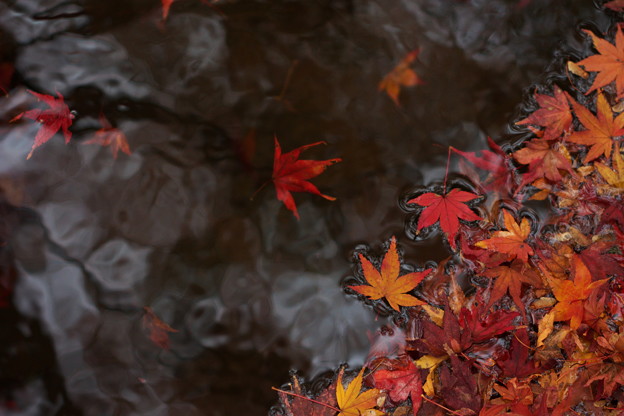 写真: 水紅葉