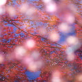 写真: 水鏡の紅葉