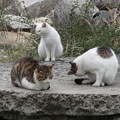 佐柳島の猫