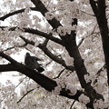 写真: 桜の写真
