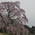 写真: IMGP1320 (2)　清水さんちの枝垂れ桜