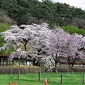 写真00242　まきば園・・・上丸牛舎の桜