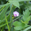 ホシアサガオ(星朝顔）の花