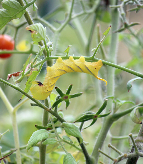写真: クロメンガタスズメガの幼虫　　プチトマトに