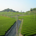 新緑のお茶畑　　　　新幹線から　牧の原台地