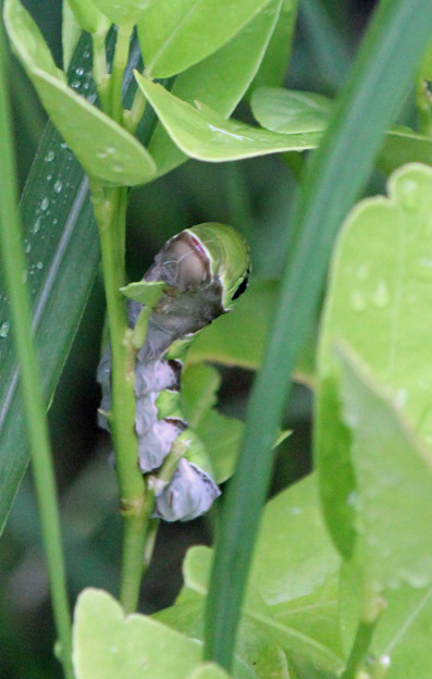 写真: クロアゲハの終齢幼虫さん　(3)　お食事中