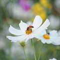 （２）コスモスの白い花に　蜂さん　　花粉身にまとって