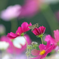 写真: （３）コスモス畑にも　セセリちゃん　　花々に囲まれて