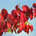 写真: ハナミズキの紅葉