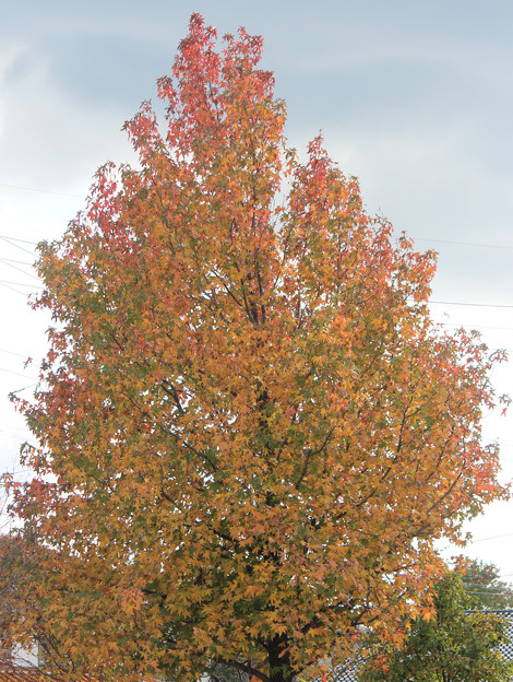 写真: 大きなプラタナスの紅葉