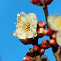 白梅の花　（４）