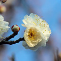 白梅の花　（５）