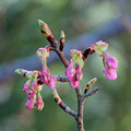 写真: 河津桜のつぼみ達（４）　サクランボのように