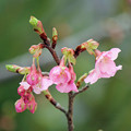 写真: 河津桜のつぼみ達（５）　咲き始めました