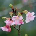 写真: 河津桜のつぼみ達（６）　花開く