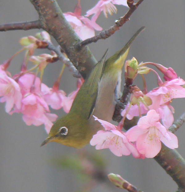 写真: メジロさん　（１）今年も　河津桜に