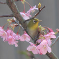 写真: メジロさん　（２）今年も　河津桜に